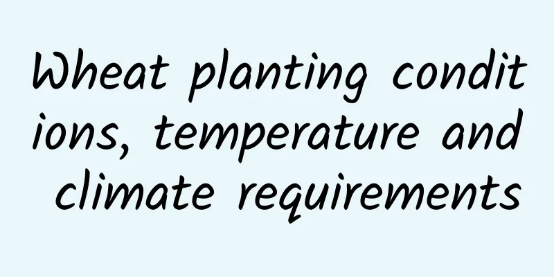 Wheat planting conditions, temperature and climate requirements