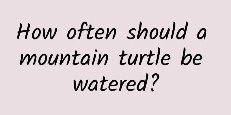 How often should a mountain turtle be watered?