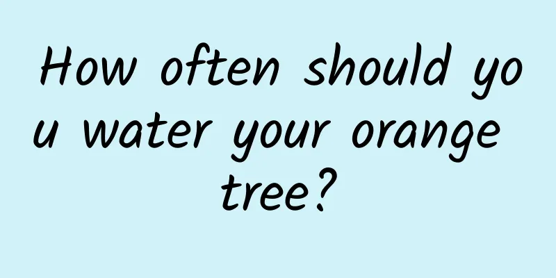 How often should you water your orange tree?
