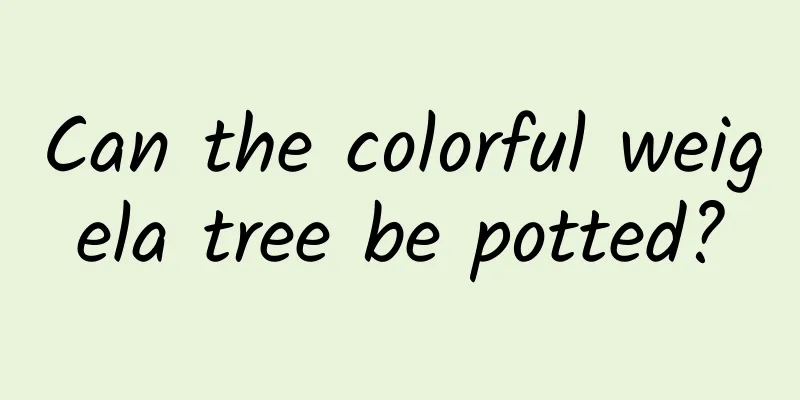 Can the colorful weigela tree be potted?