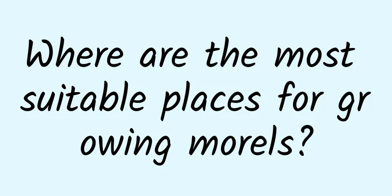 Where are the most suitable places for growing morels?