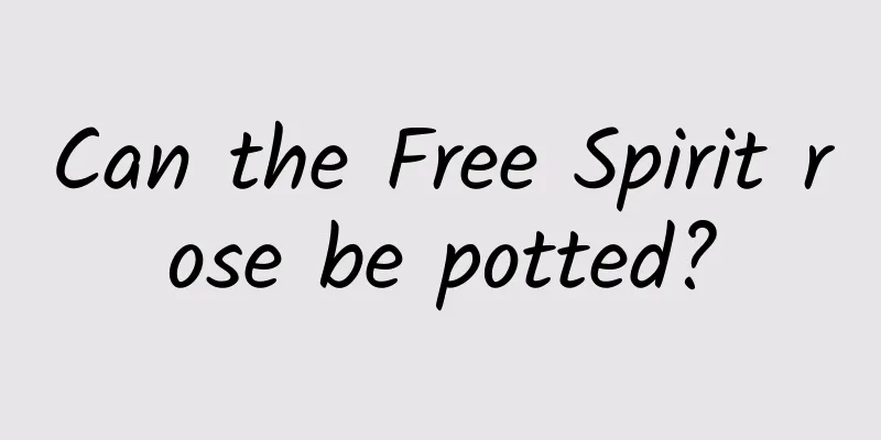 Can the Free Spirit rose be potted?
