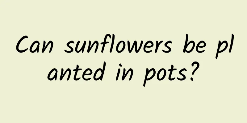 Can sunflowers be planted in pots?