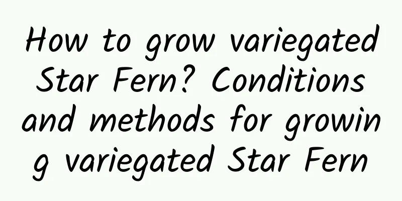 How to grow variegated Star Fern? Conditions and methods for growing variegated Star Fern