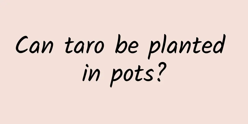 Can taro be planted in pots?