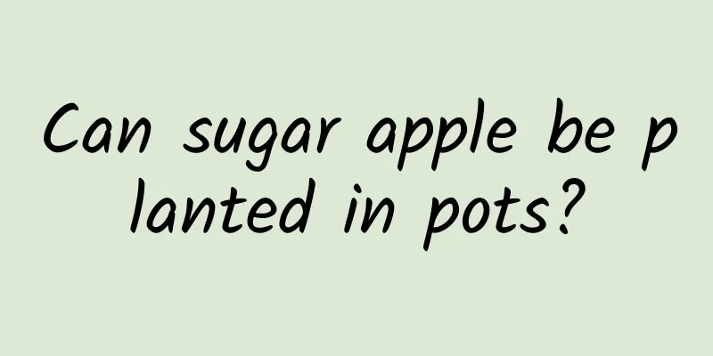Can sugar apple be planted in pots?