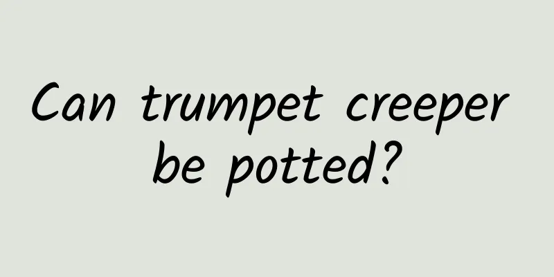 Can trumpet creeper be potted?