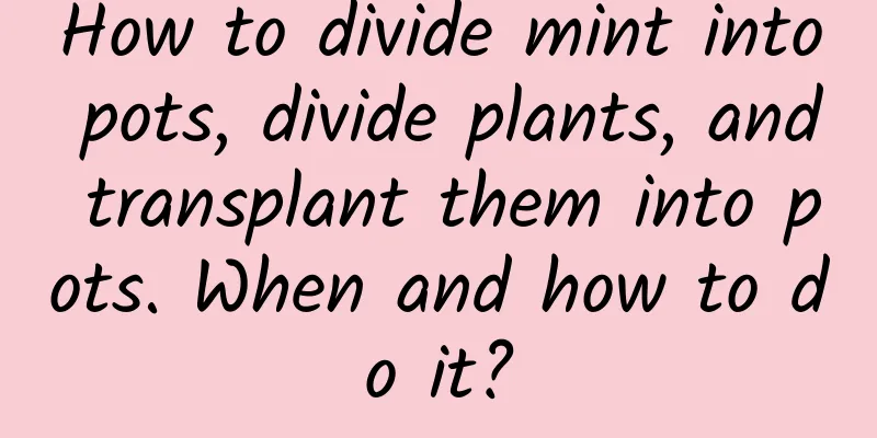 How to divide mint into pots, divide plants, and transplant them into pots. When and how to do it?