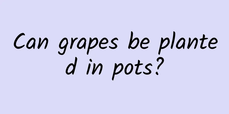 Can grapes be planted in pots?