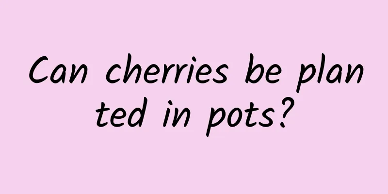 Can cherries be planted in pots?
