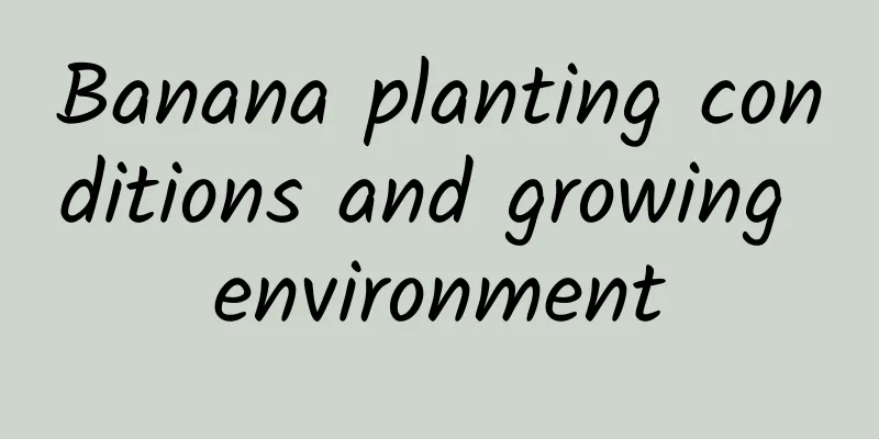 Banana planting conditions and growing environment