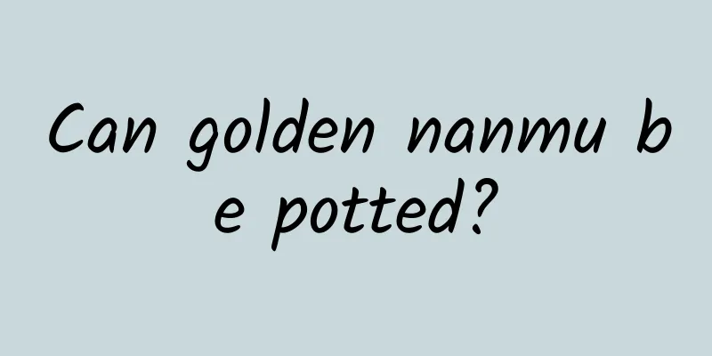 Can golden nanmu be potted?