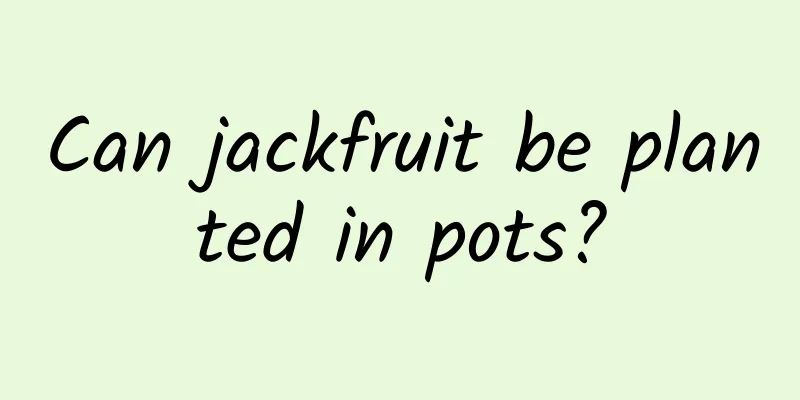 Can jackfruit be planted in pots?