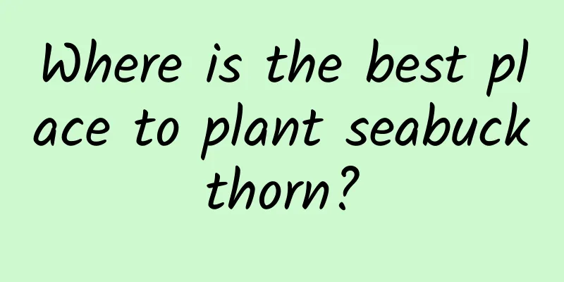 Where is the best place to plant seabuckthorn?