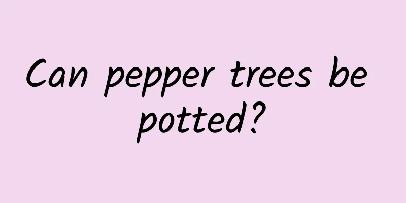 Can pepper trees be potted?