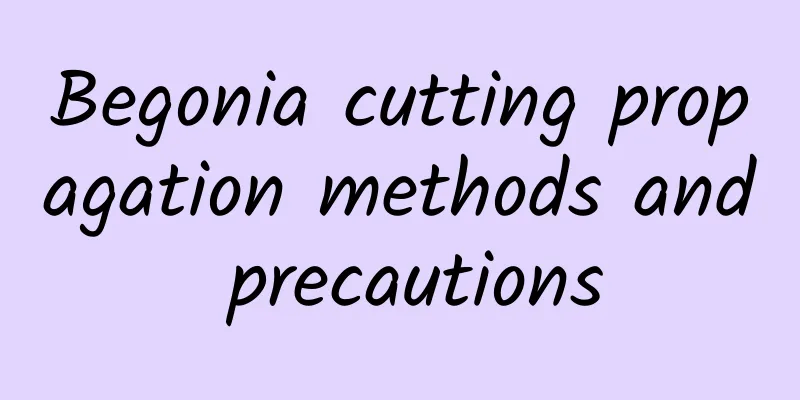 Begonia cutting propagation methods and precautions