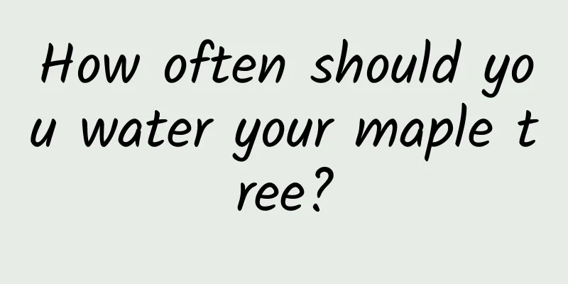 How often should you water your maple tree?
