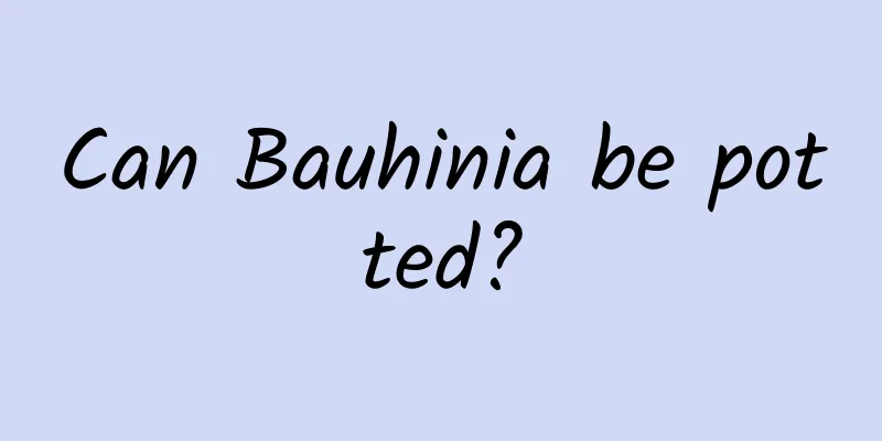 Can Bauhinia be potted?