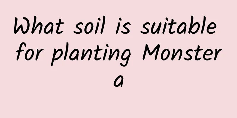 What soil is suitable for planting Monstera