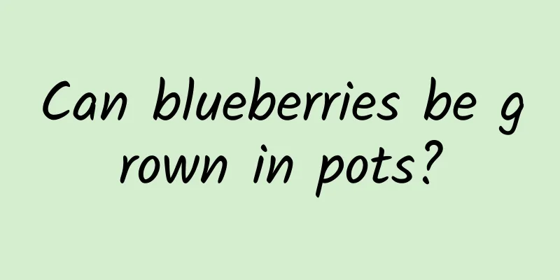 Can blueberries be grown in pots?