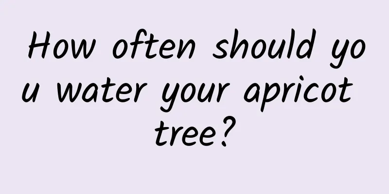 How often should you water your apricot tree?