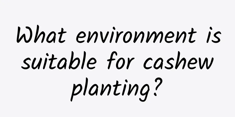 What environment is suitable for cashew planting?
