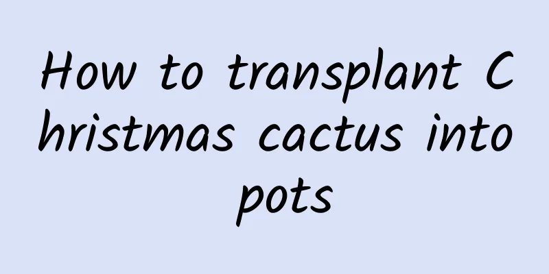 How to transplant Christmas cactus into pots