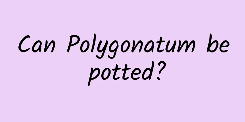 Can Polygonatum be potted?