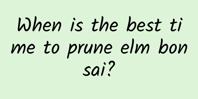 When is the best time to prune elm bonsai?