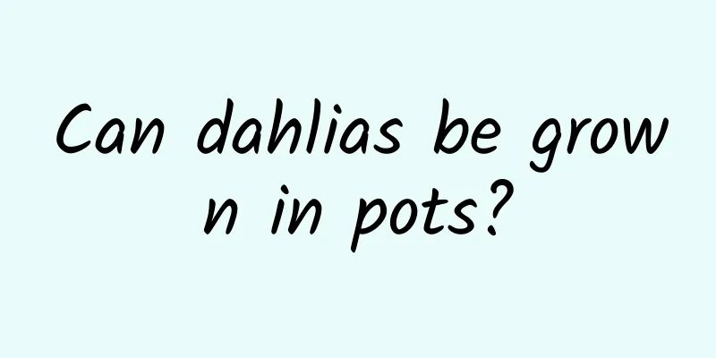 Can dahlias be grown in pots?