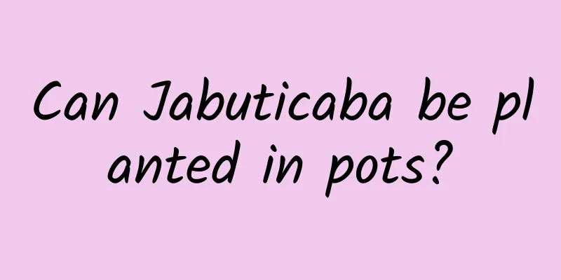 Can Jabuticaba be planted in pots?