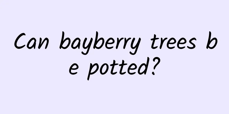 Can bayberry trees be potted?