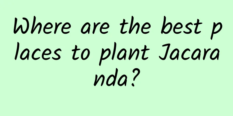 Where are the best places to plant Jacaranda?