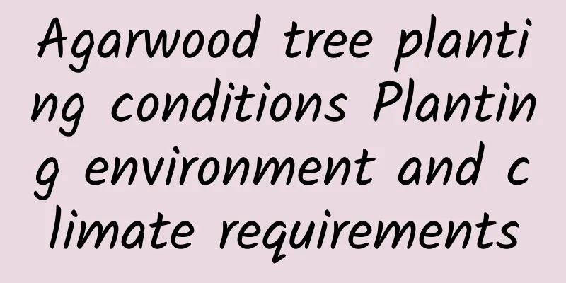 Agarwood tree planting conditions Planting environment and climate requirements