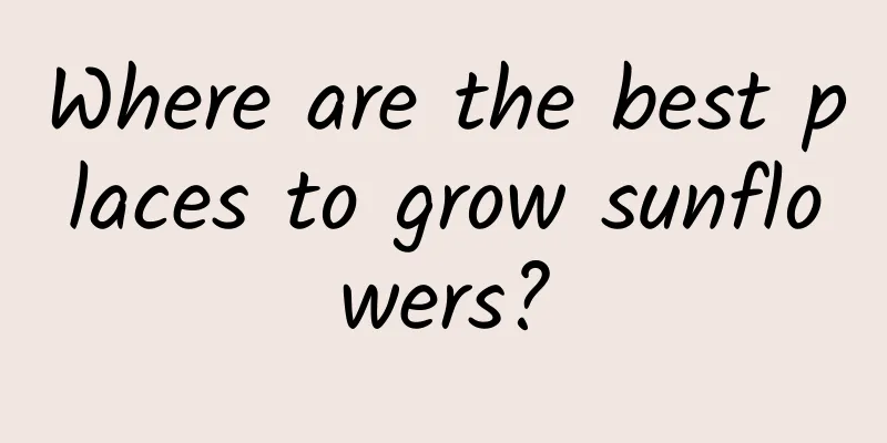 Where are the best places to grow sunflowers?
