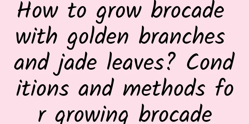 How to grow brocade with golden branches and jade leaves? Conditions and methods for growing brocade