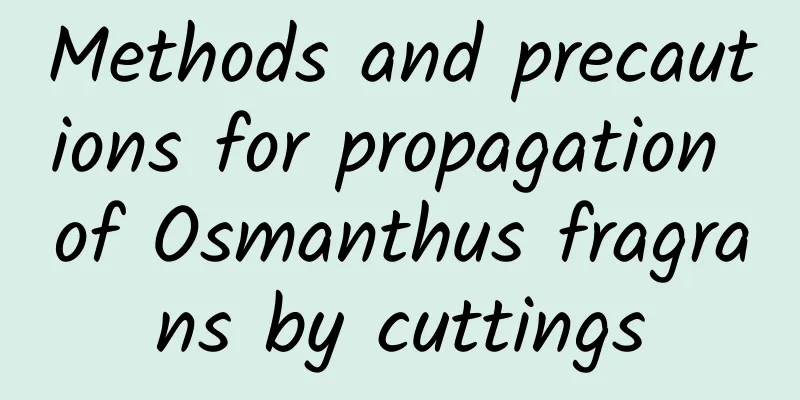 Methods and precautions for propagation of Osmanthus fragrans by cuttings
