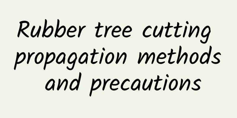 Rubber tree cutting propagation methods and precautions