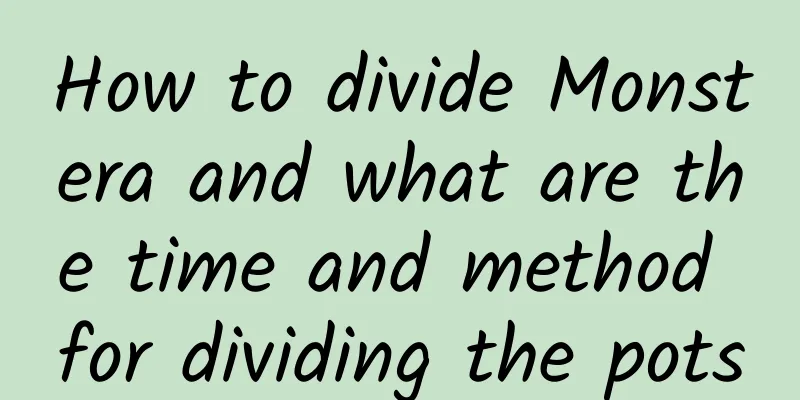 How to divide Monstera and what are the time and method for dividing the pots