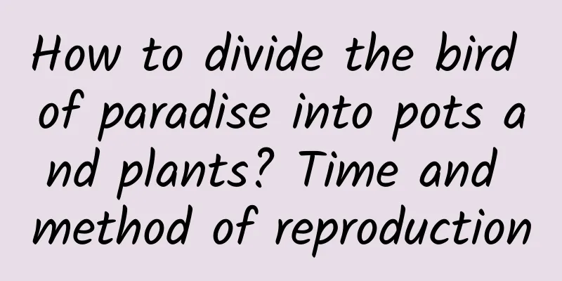 How to divide the bird of paradise into pots and plants? Time and method of reproduction