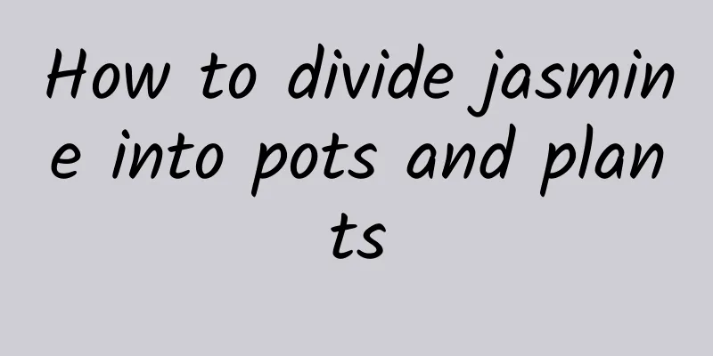 How to divide jasmine into pots and plants