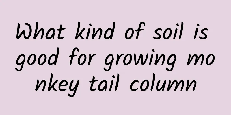 What kind of soil is good for growing monkey tail column