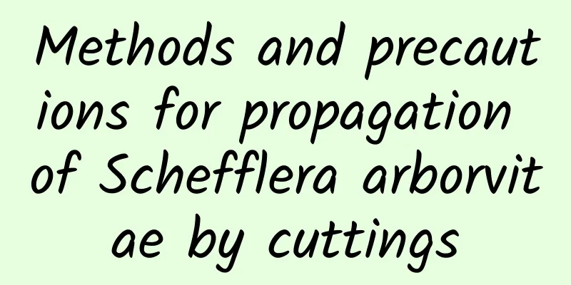 Methods and precautions for propagation of Schefflera arborvitae by cuttings