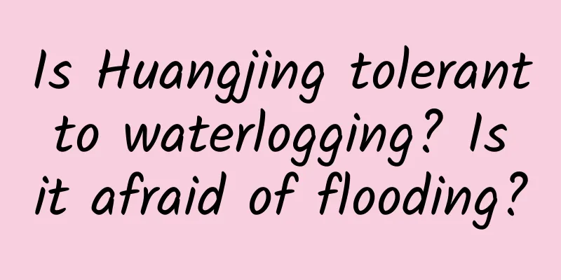 Is Huangjing tolerant to waterlogging? Is it afraid of flooding?