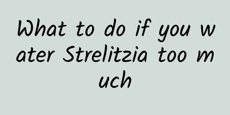 What to do if you water Strelitzia too much