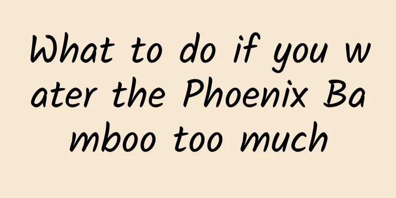 What to do if you water the Phoenix Bamboo too much