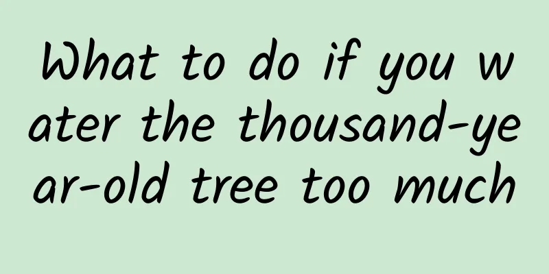 What to do if you water the thousand-year-old tree too much