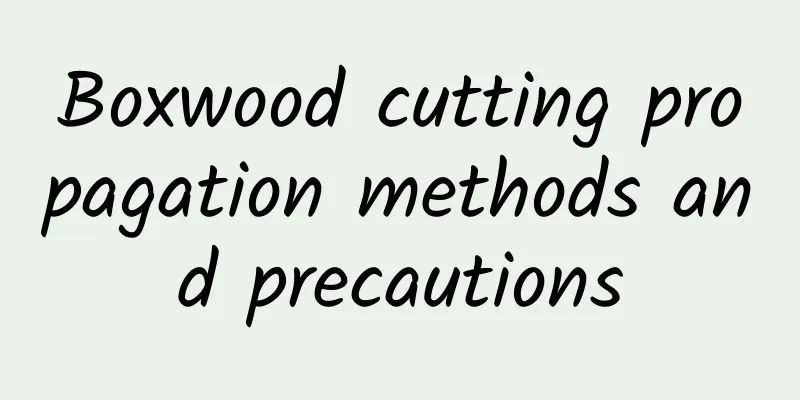 Boxwood cutting propagation methods and precautions