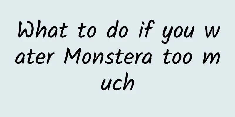 What to do if you water Monstera too much