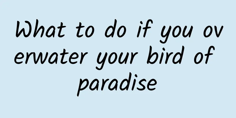 What to do if you overwater your bird of paradise
